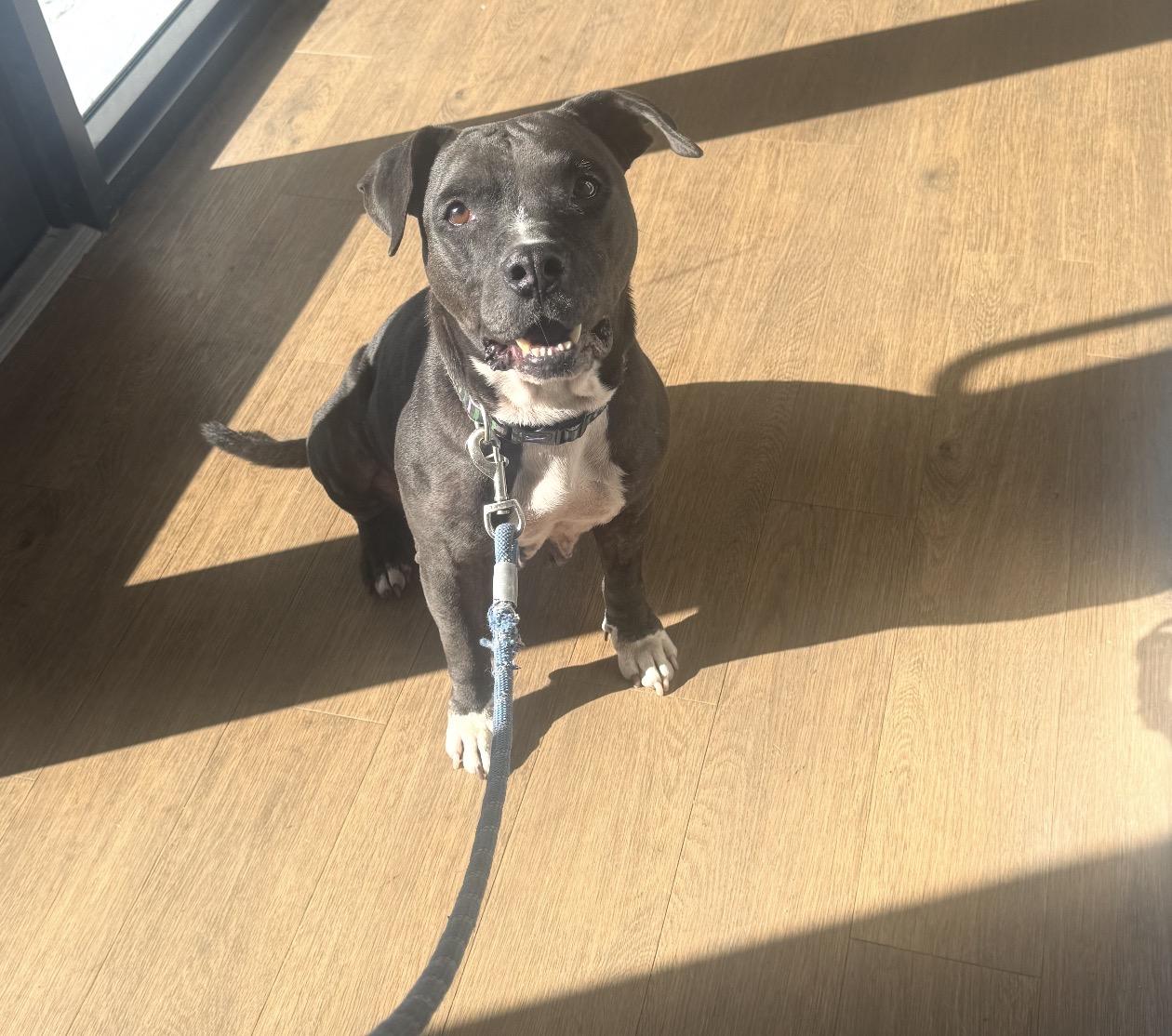 Sweets, Adoptable, Adult Female Pit Bull Terrier & Black Labrador Retriever.