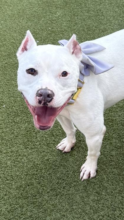 Queenie, a Adoptable mixed breed in Fishers, IN image 1/3