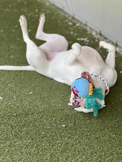 Queenie, Adoptable, Adult Female Pit Bull Terrier & Mixed Breed.