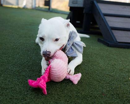 Queenie, a Adoptable mixed breed in Fishers, IN image 2/3