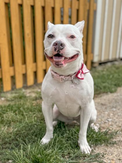 Enlarge Queenie, a Adoptable mixed breed in Fishers, IN image 2/3