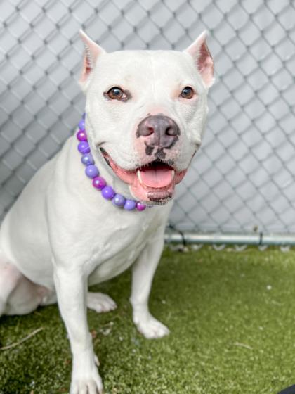 Queenie, a Adoptable mixed breed in Fishers, IN image 3/3