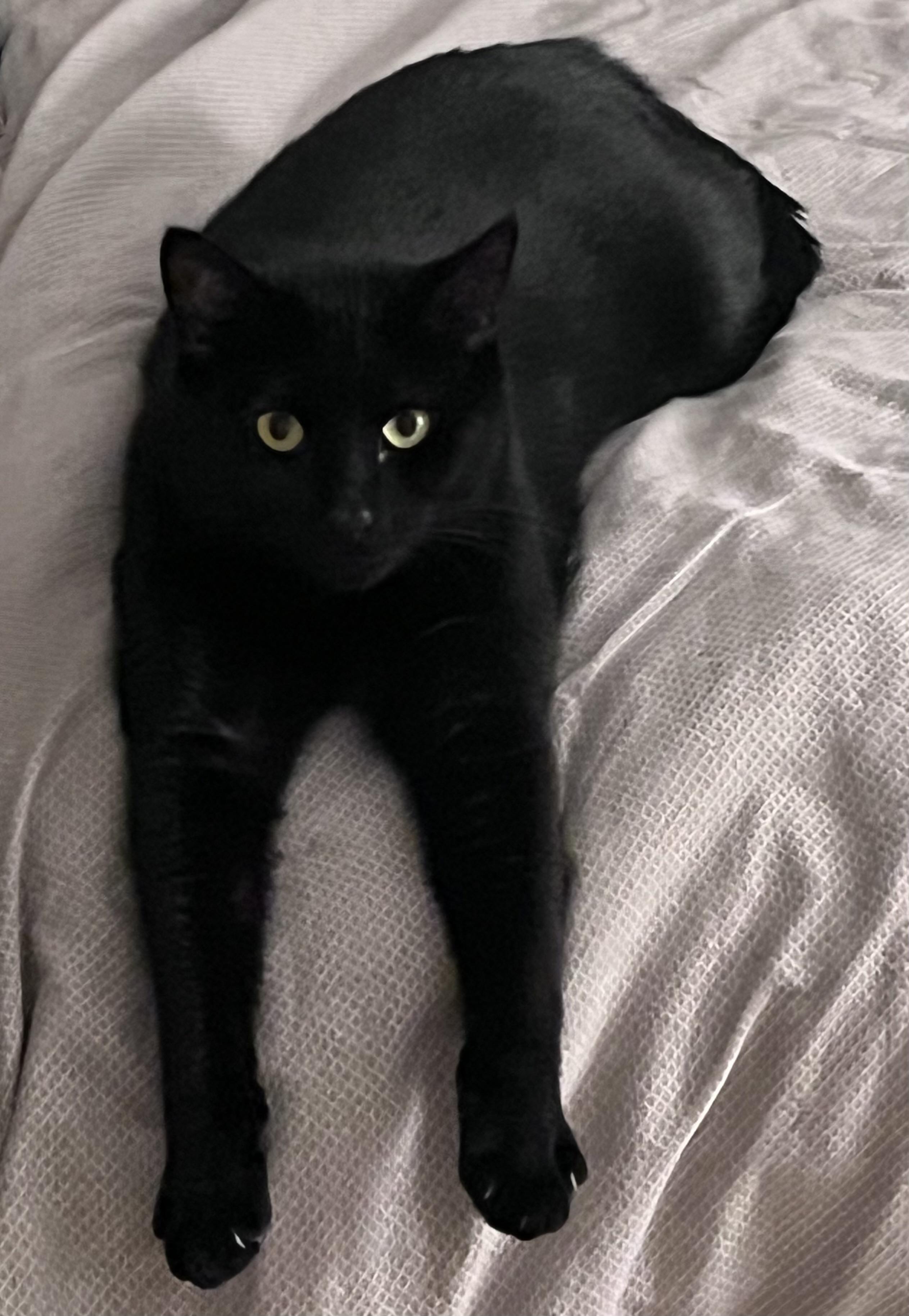 Avatar, Adoptable, Adult Male Domestic Short Hair.