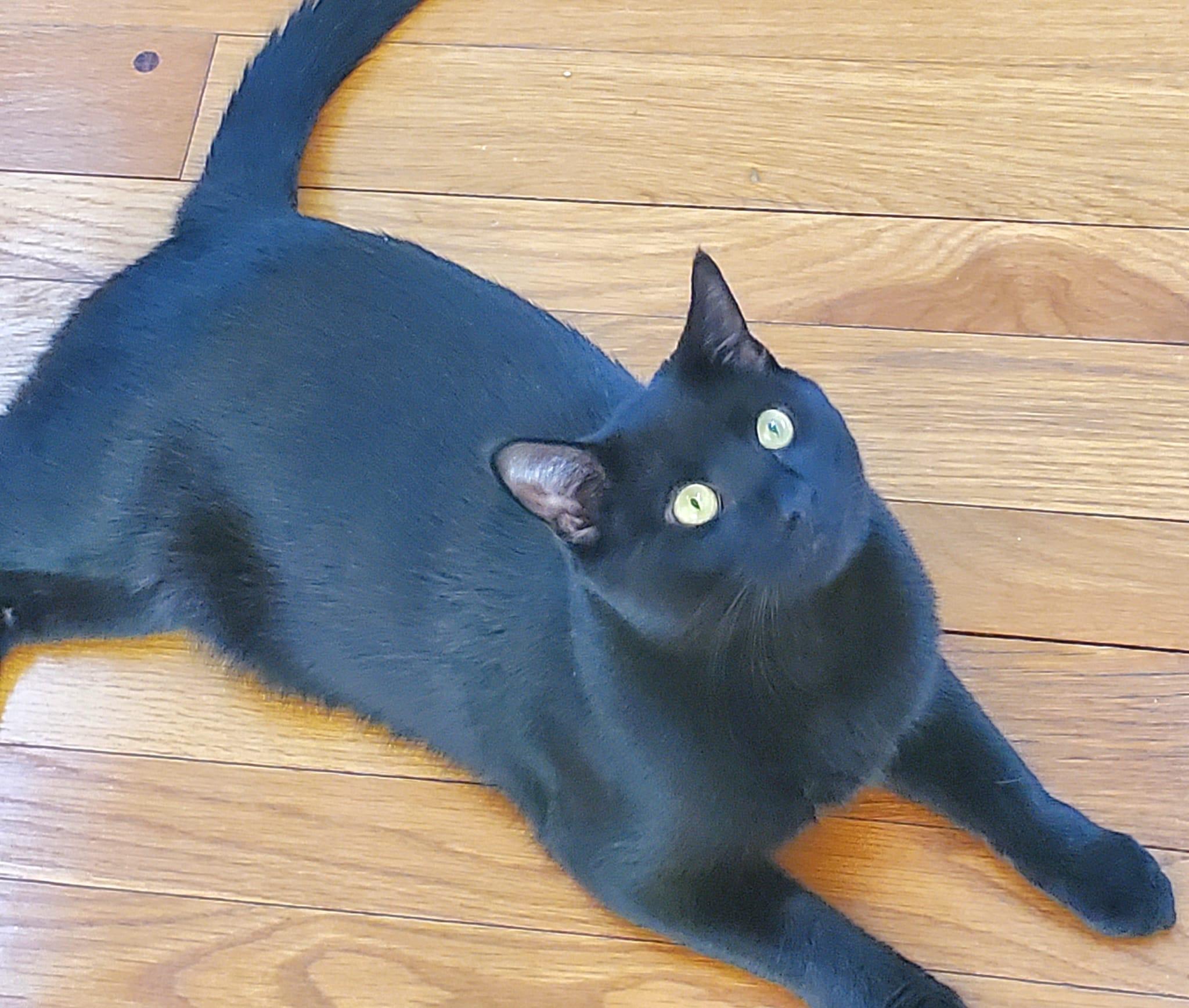 Enlarge Avatar, a Adoptable Domestic Short Hair in Ardsley, NY image 2/2