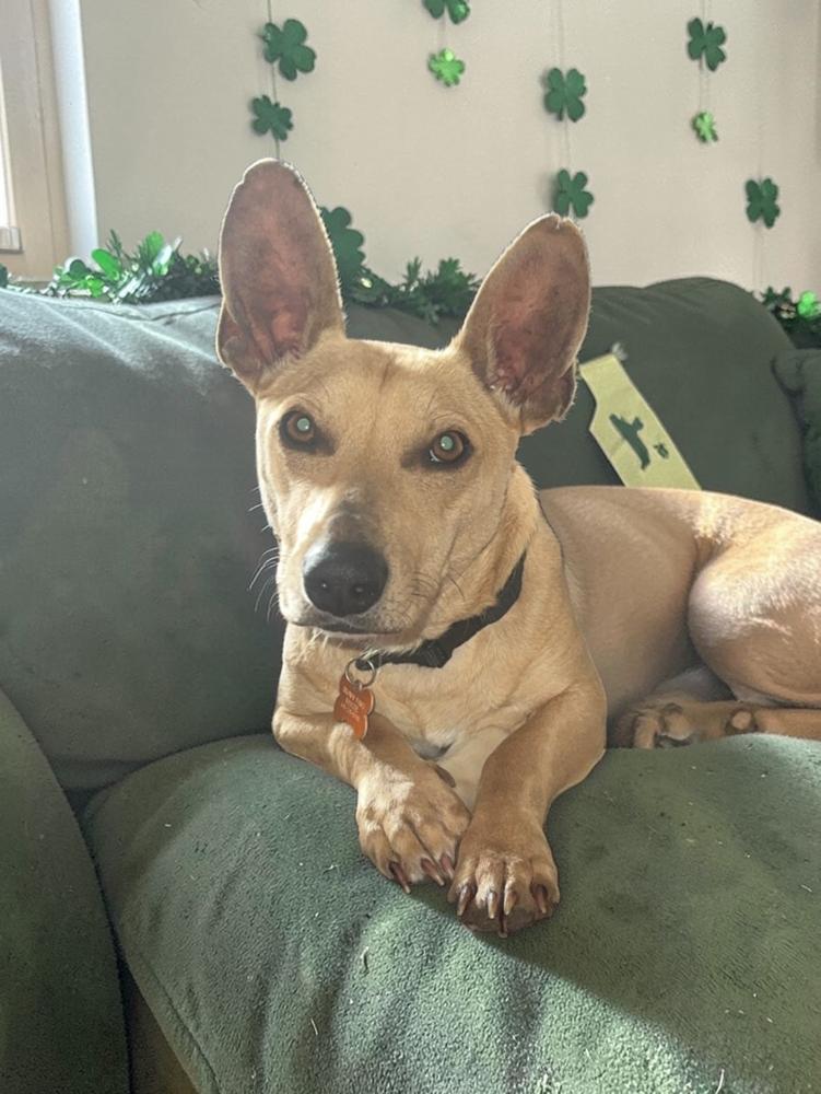 Tim Horton, Adoptable, Young Male Terrier.