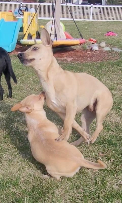 Enlarge Tim Horton, a Adoptable mixed breed in Waunakee, WI image 2/6