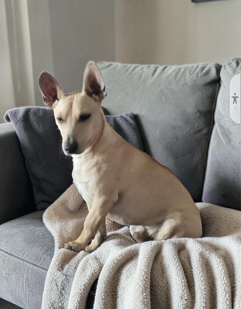 Enlarge Tim Horton, a Adoptable mixed breed in Waunakee, WI image 3/6