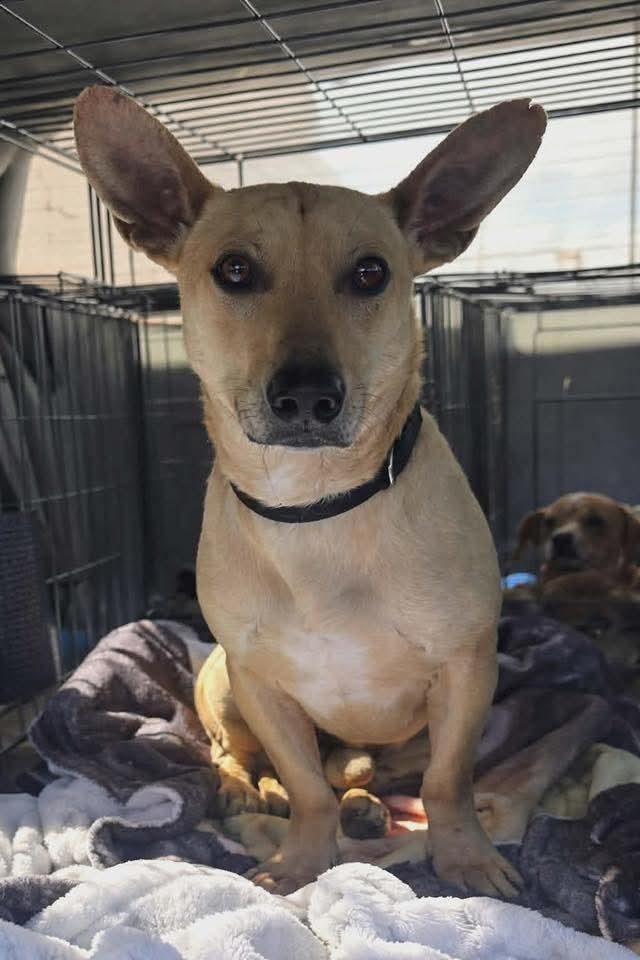 Enlarge Tim Horton, a Adoptable mixed breed in Waunakee, WI image 3/5