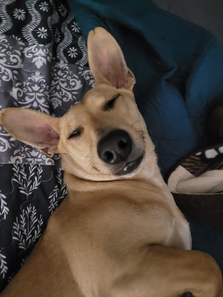 Enlarge Tim Horton, a Adoptable mixed breed in Waunakee, WI image 5/6