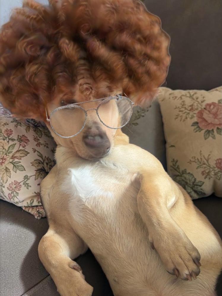 Enlarge Tim Horton, a Adoptable mixed breed in Waunakee, WI image 4/5