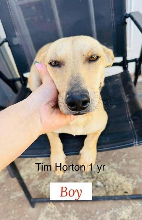 Enlarge Tim Horton, a Adoptable mixed breed in Waunakee, WI image 5/5