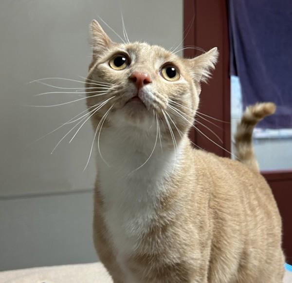 Florian, Adoptable, Adult Male Domestic Short Hair.