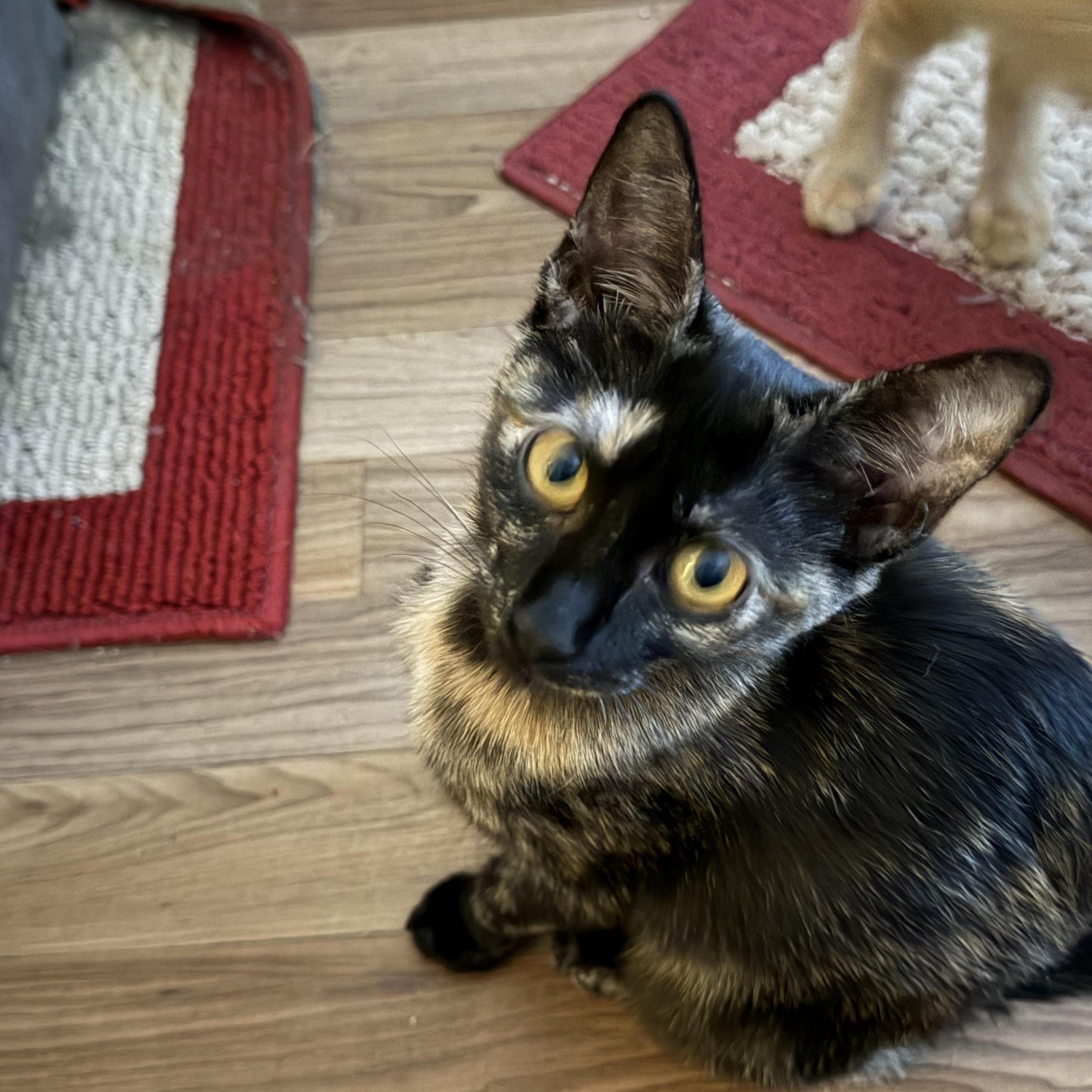 Enlarge Jazzy M., a ADOPTABLE Tortoiseshell in Sacramento, CA image 1/1