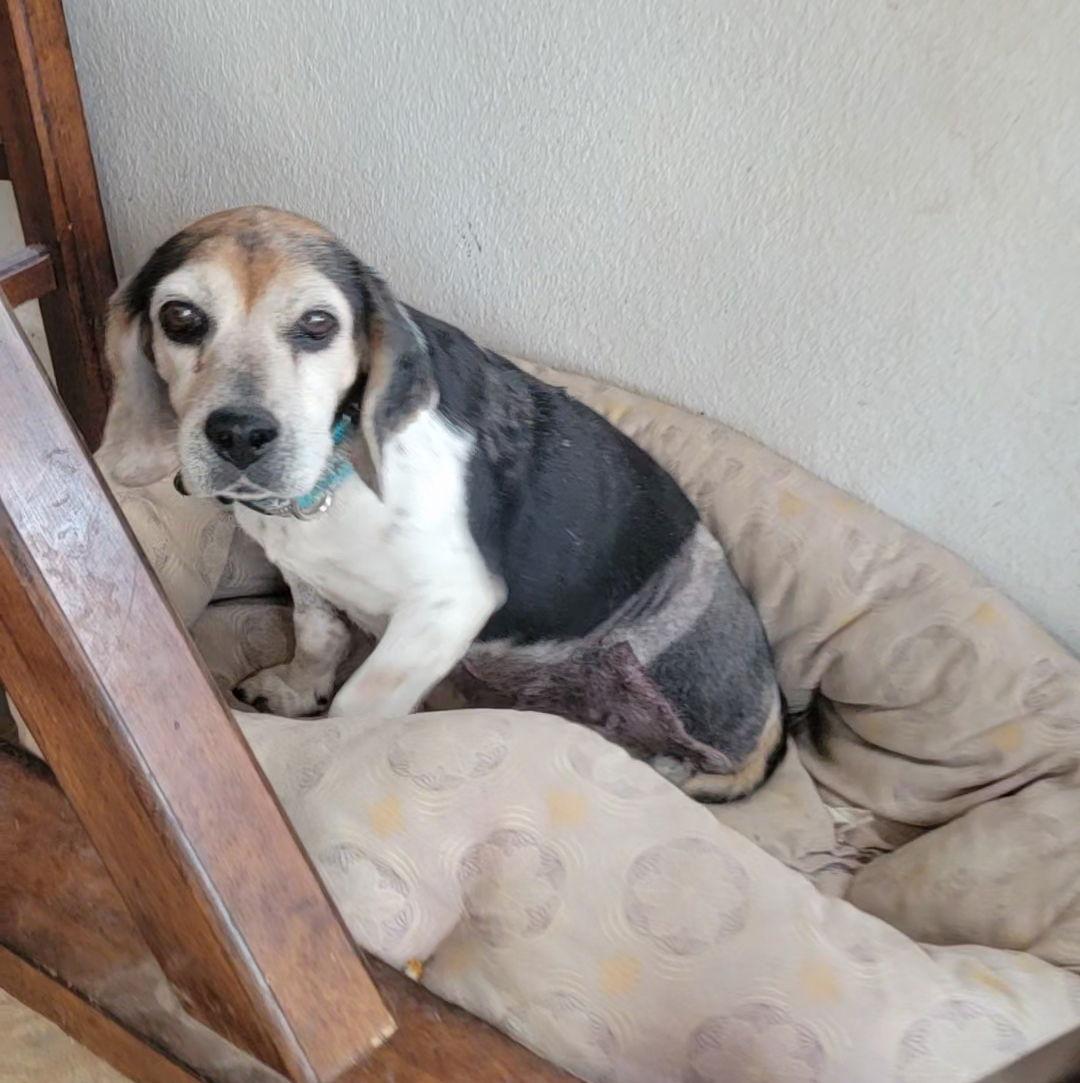 Enlarge French Fry(Maggie), a Adopted Beagle in Las Vegas, NV image 1/3