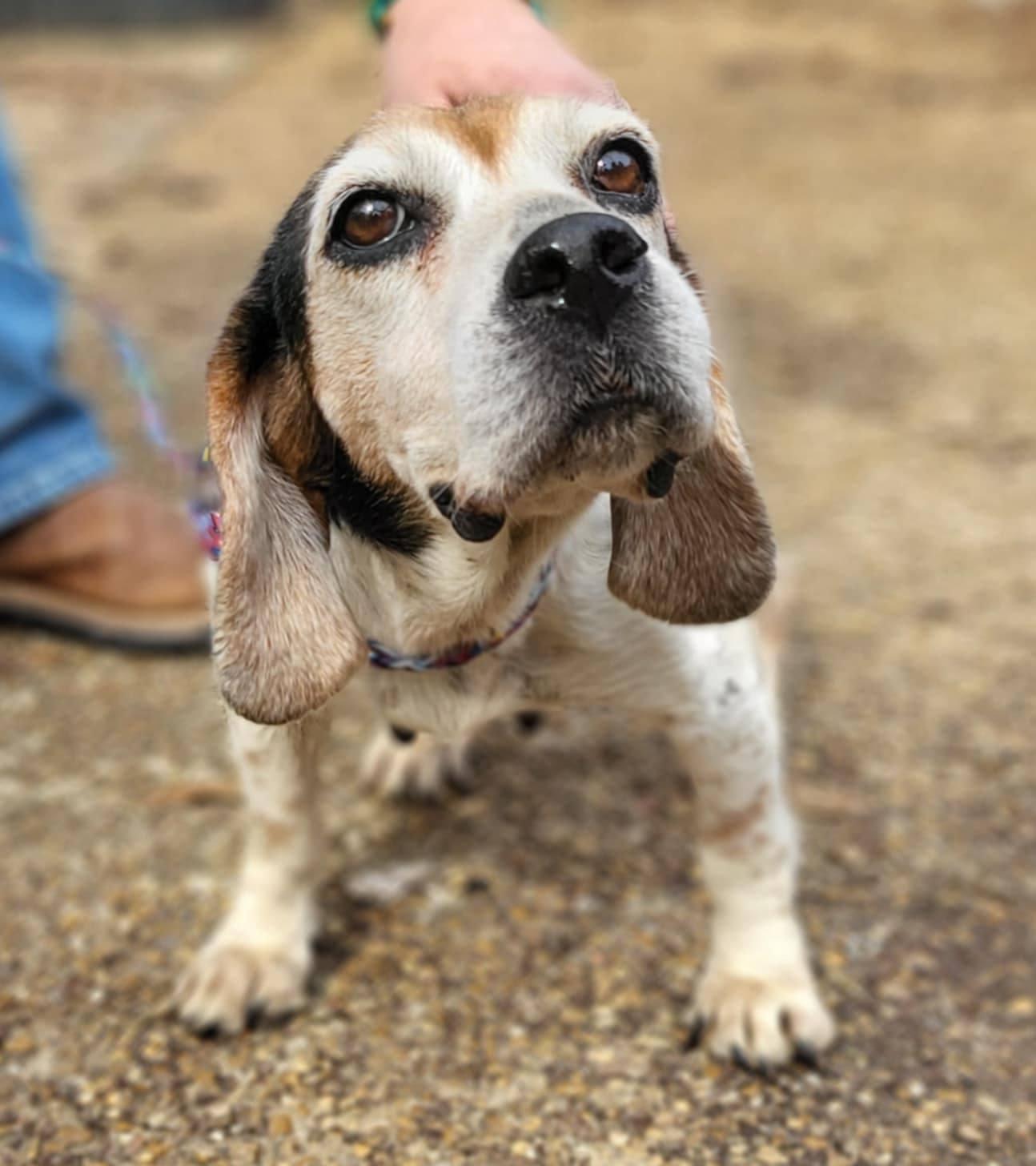 Enlarge French Fry(Maggie), a Adopted Beagle in Las Vegas, NV image 2/3