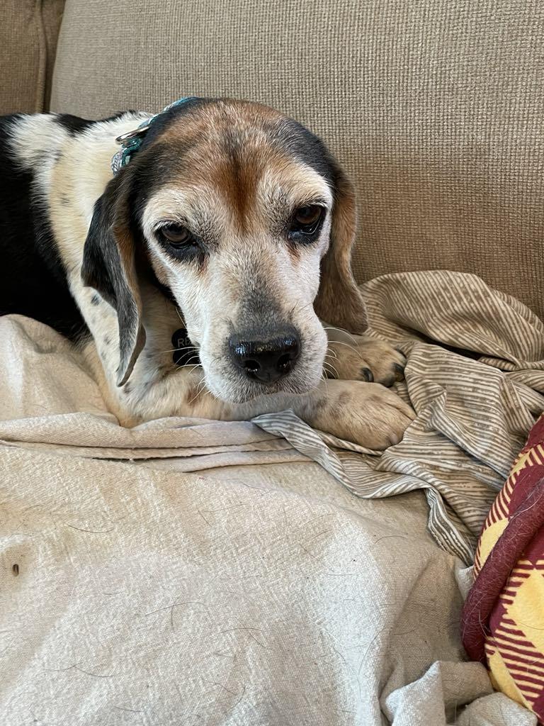 Enlarge French Fry(Maggie), a Adopted Beagle in Las Vegas, NV image 3/3