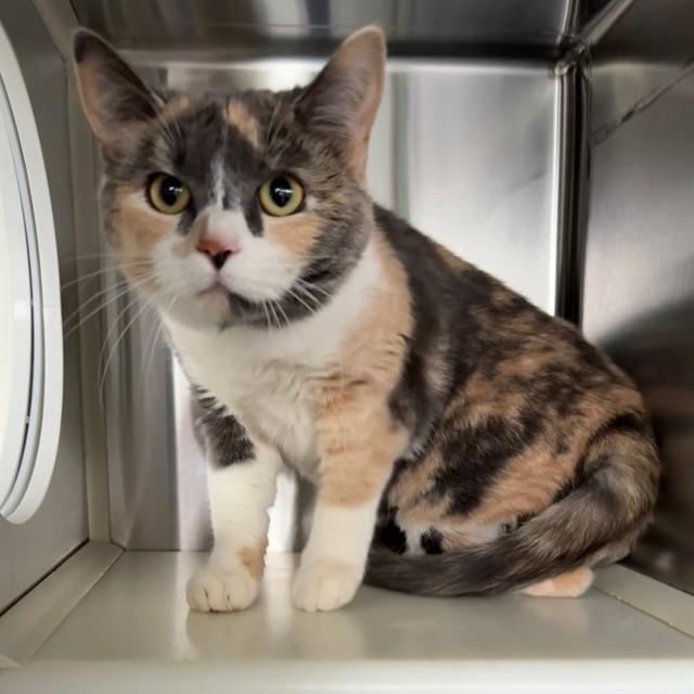 ELVIRA, Adoptable, Young Female Domestic Short Hair.