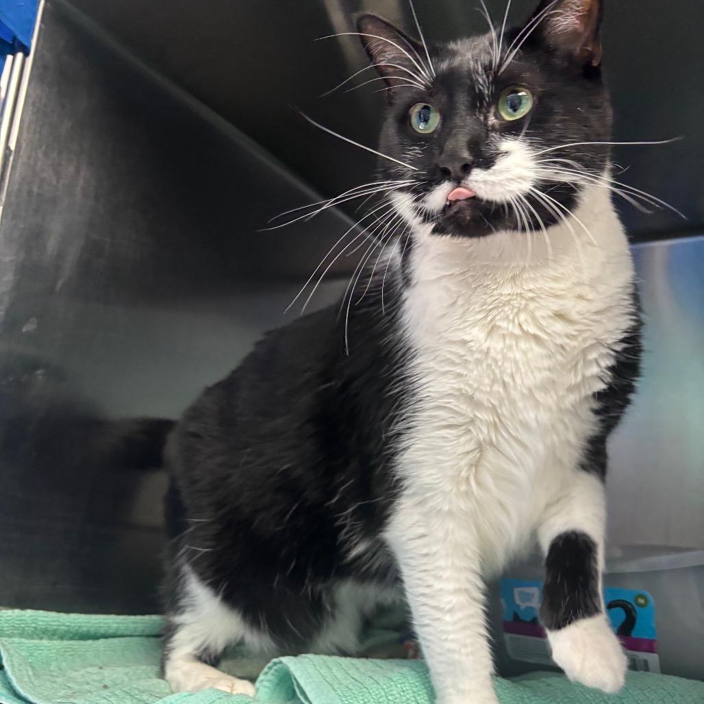 Scabbers, Adoptable, Adult Male Domestic Short Hair.