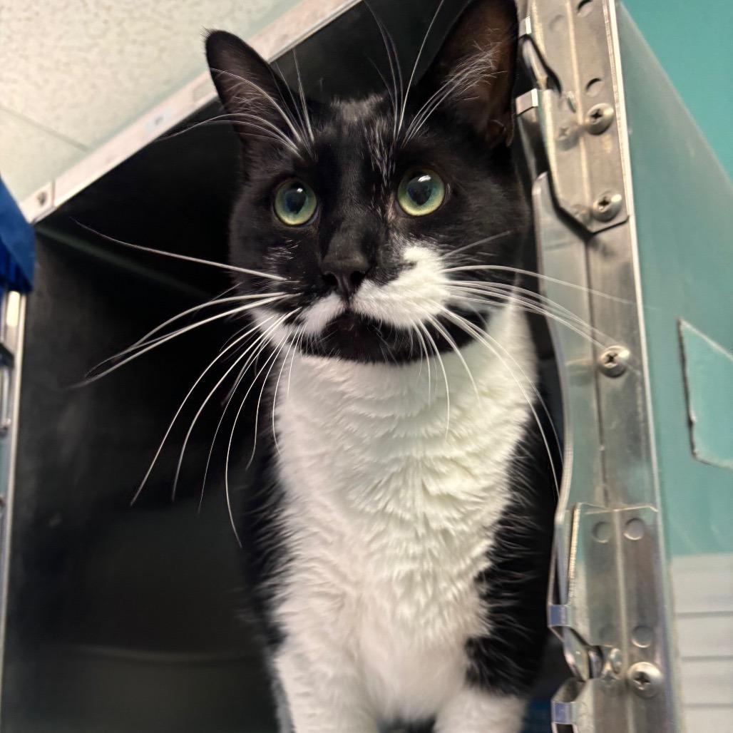 Scabbers, a Adoptable Domestic Short Hair in Grand Rapids, MI image 3/5