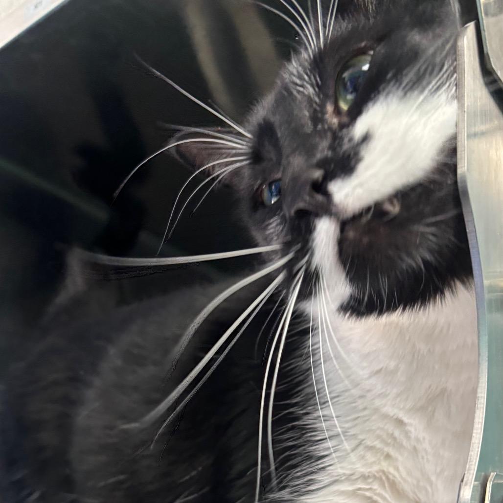 Scabbers, a Adoptable Domestic Short Hair in Grand Rapids, MI image 4/5