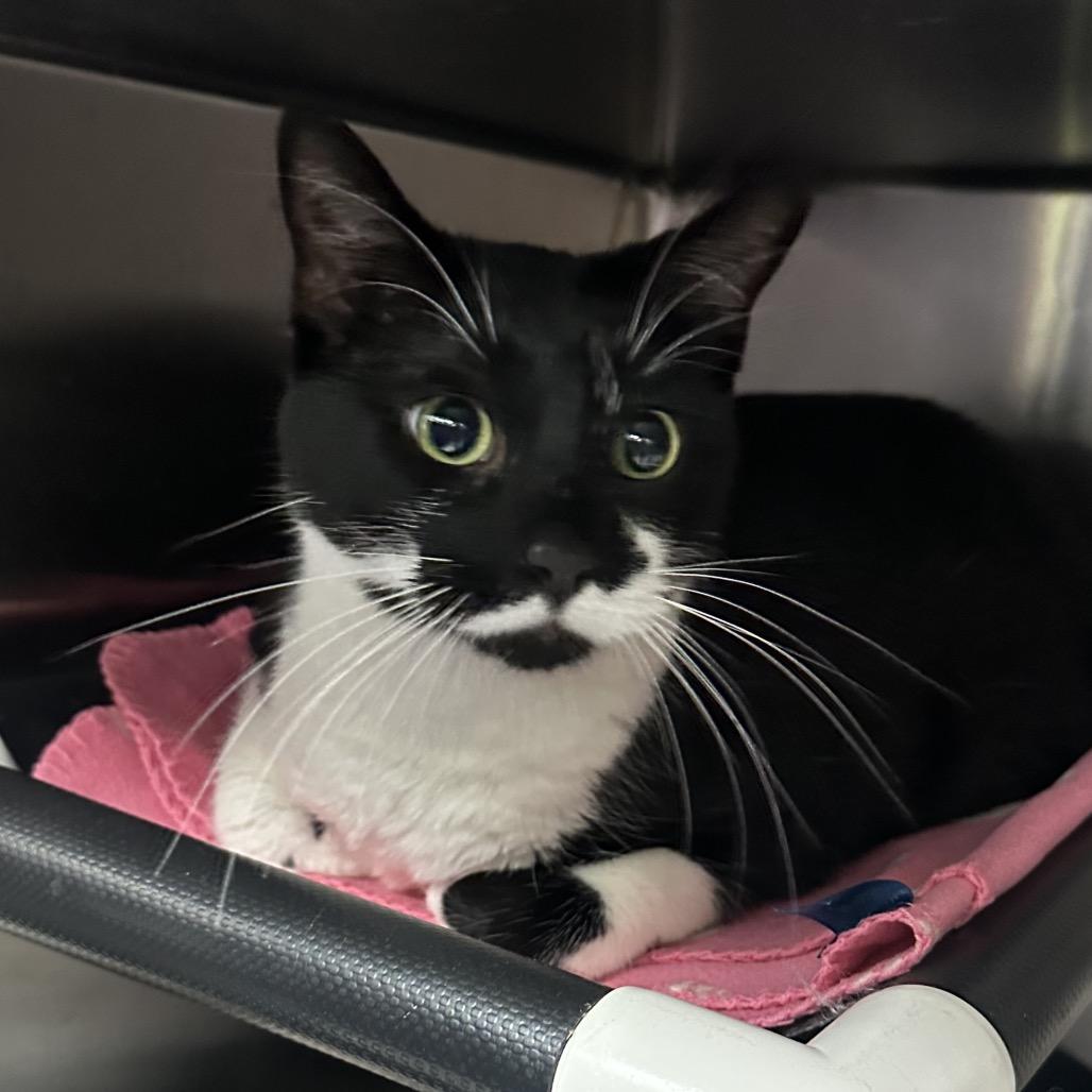 Scabbers, a Adoptable Domestic Short Hair in Grand Rapids, MI image 5/5
