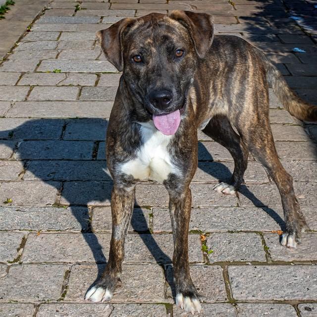 SCRABBLE, Adoptable, Young Male Plott Hound & Mixed Breed.