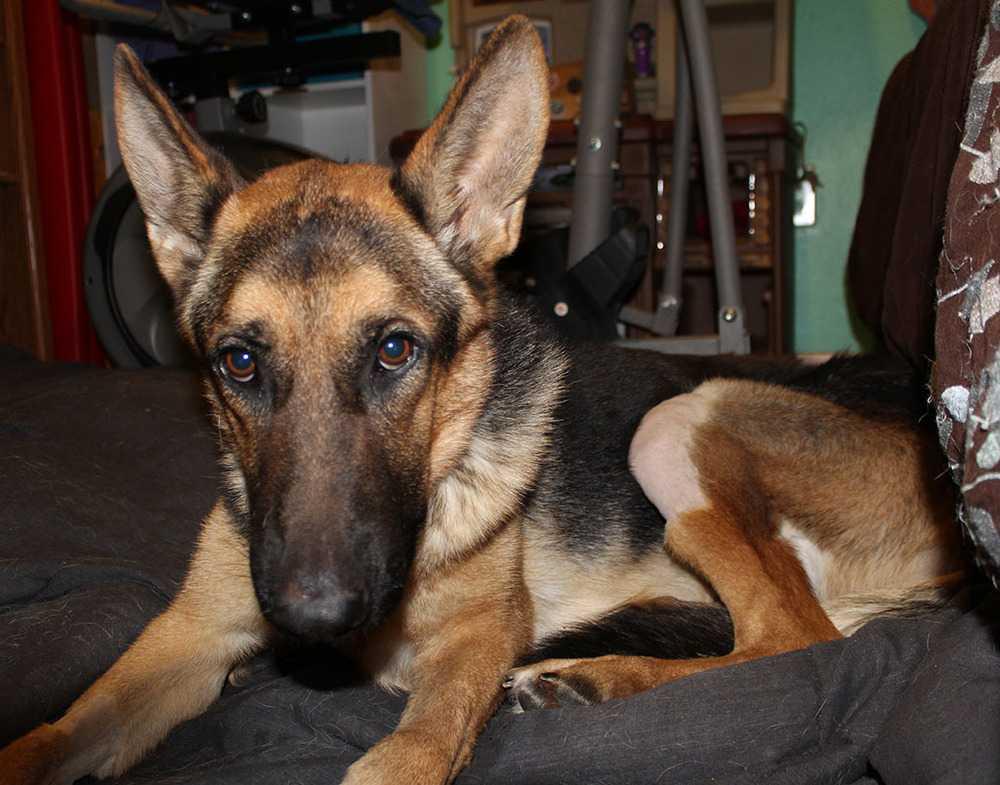 Enlarge CJ VP272, a Adopted German Shepherd Dog in Katy, TX image 1/4