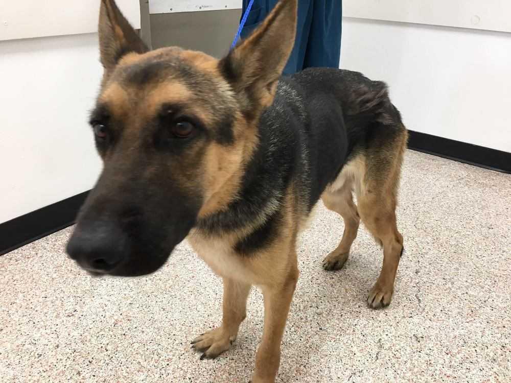 Enlarge CJ VP272, a Adopted German Shepherd Dog in Katy, TX image 2/4