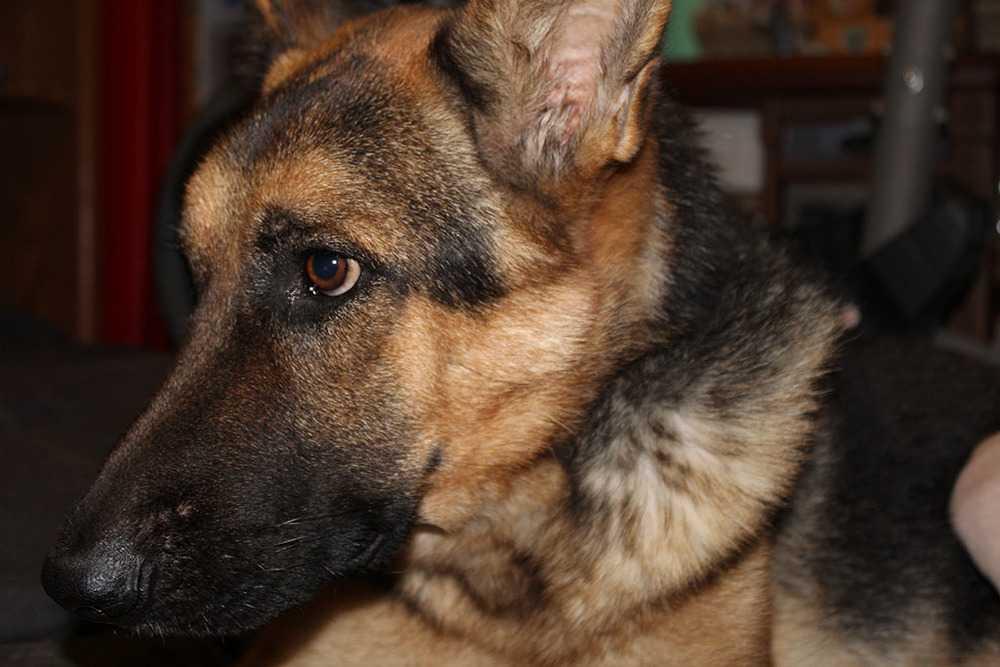 Enlarge CJ VP272, a Adopted German Shepherd Dog in Katy, TX image 3/4