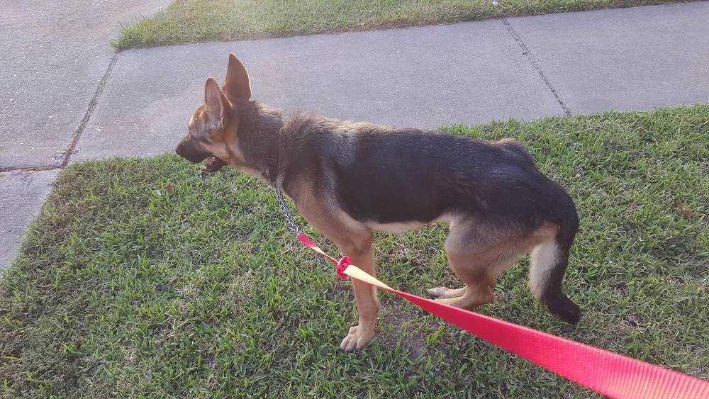 Enlarge CJ VP272, a Adopted German Shepherd Dog in Katy, TX image 4/4