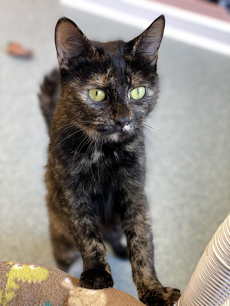 Josie, adoptable, Adult Female Domestic Short Hair.