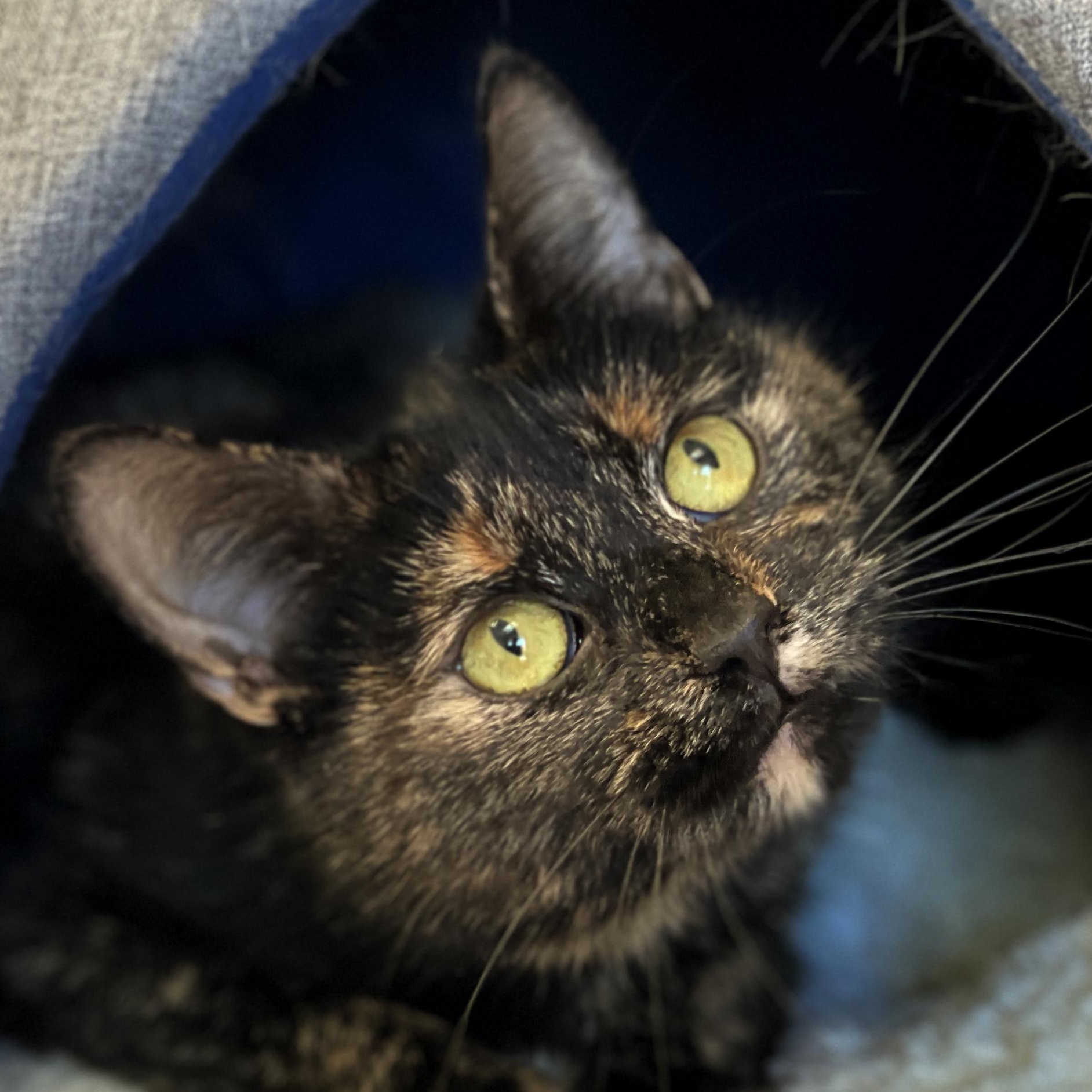 Enlarge Josie, an adoptable Domestic Short Hair in Charles Town, WV image 2/6