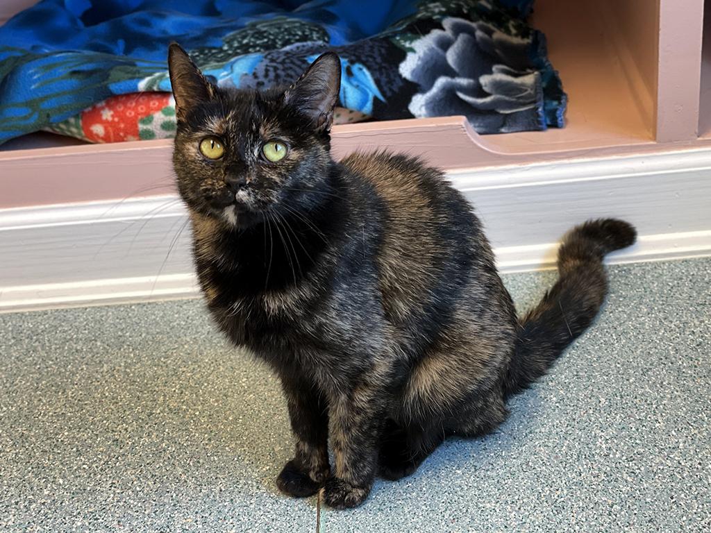 Enlarge Josie, an adoptable Domestic Short Hair in Charles Town, WV image 3/6