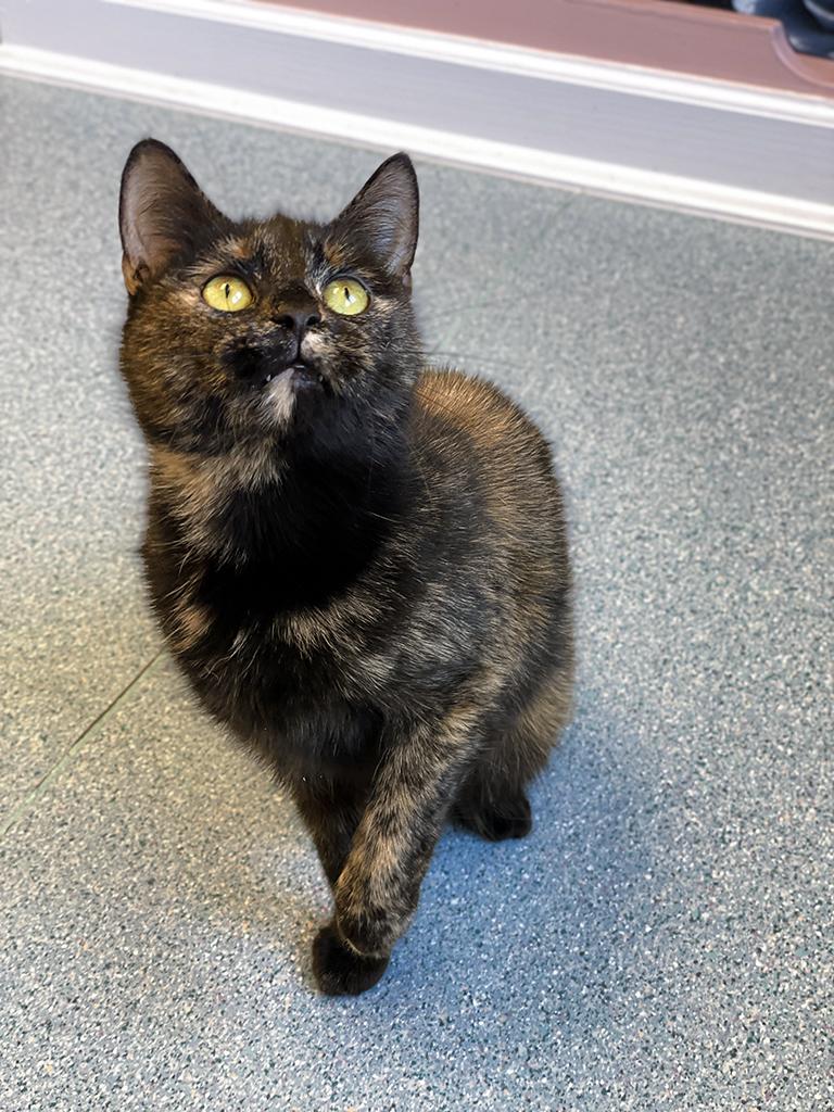 Enlarge Josie, an adoptable Domestic Short Hair in Charles Town, WV image 4/6