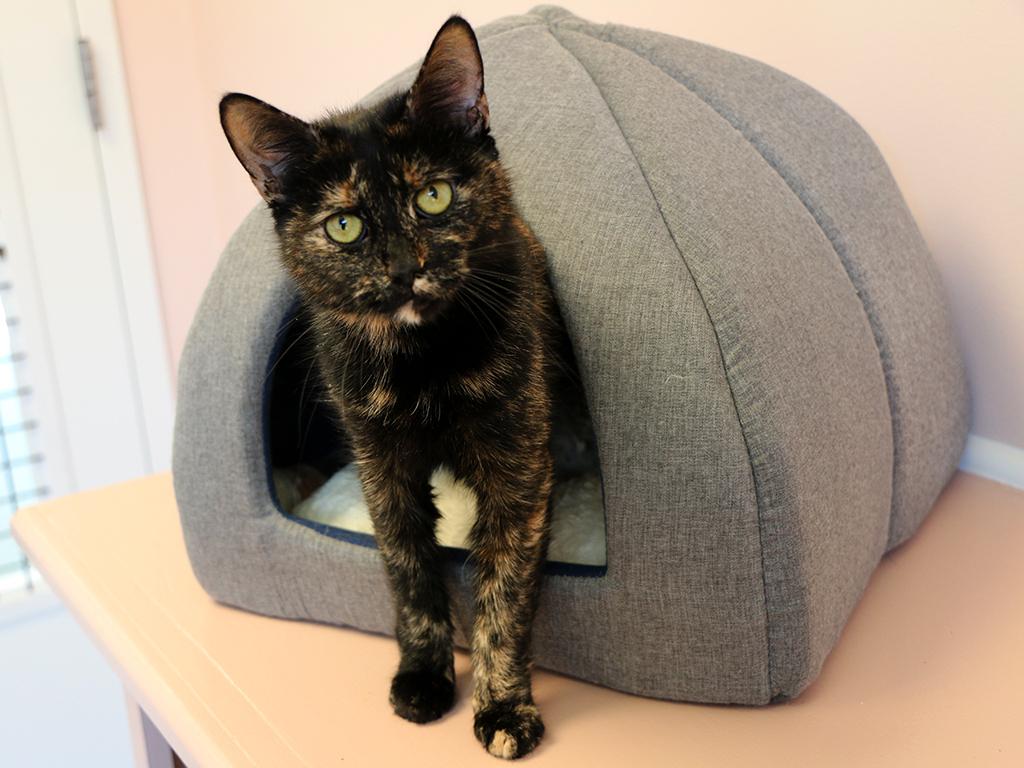 Enlarge Josie, an adoptable Domestic Short Hair in Charles Town, WV image 5/6