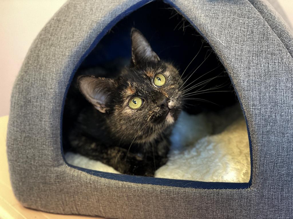 Enlarge Josie, an adoptable Domestic Short Hair in Charles Town, WV image 6/6