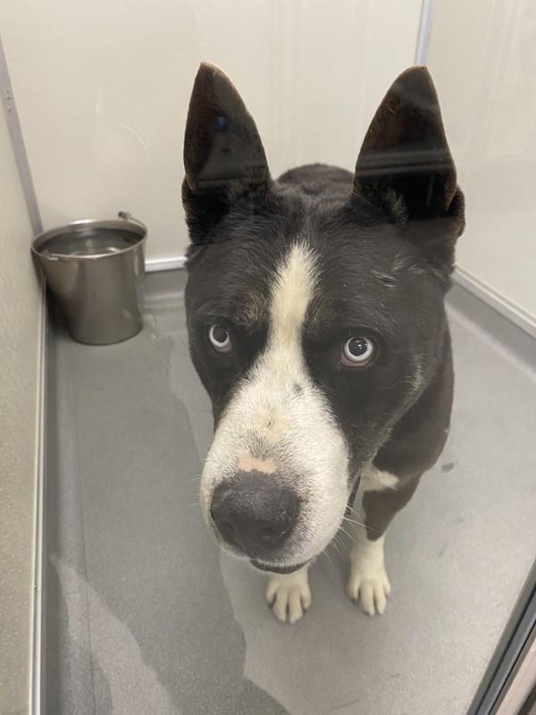 Bobby Boucher, Adoptable, Adult Male Pit Bull Terrier.