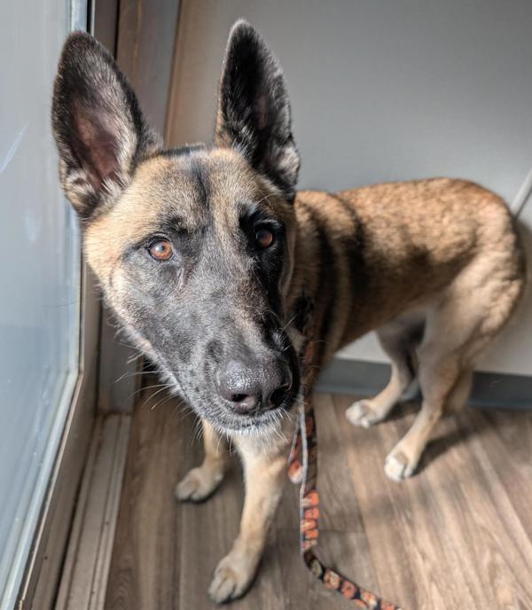 Enlarge Diamond Girl, a Adoptable mixed breed in Escondido, CA image 1/1