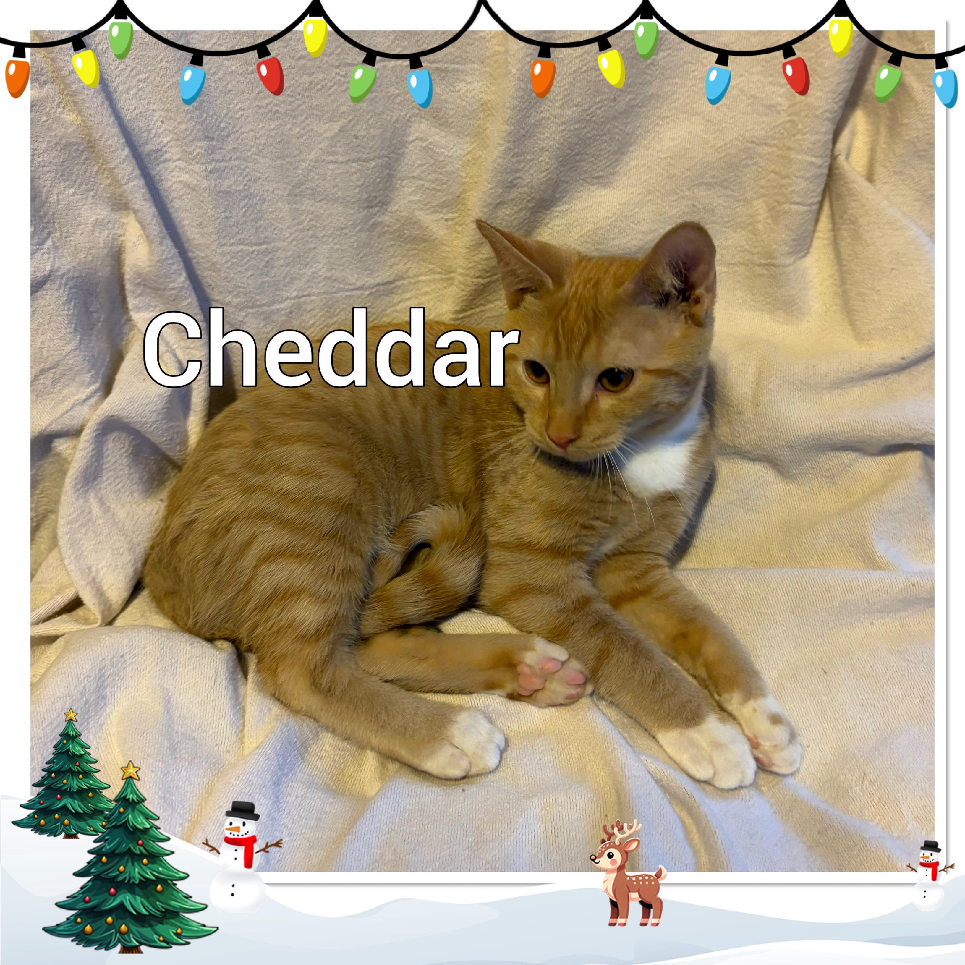 Enlarge Cheddar, a ADOPTABLE Tabby in Lebanon, MO image 1/1