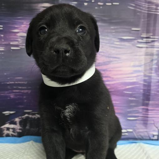 Enlarge Chomper, a Adoptable mixed breed in Fort Collins, CO image 1/2