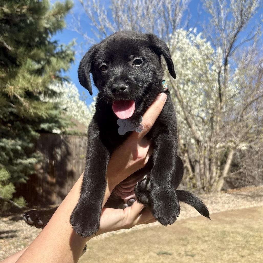 Enlarge Chomper, a Adoptable mixed breed in Fort Collins, CO image 2/2