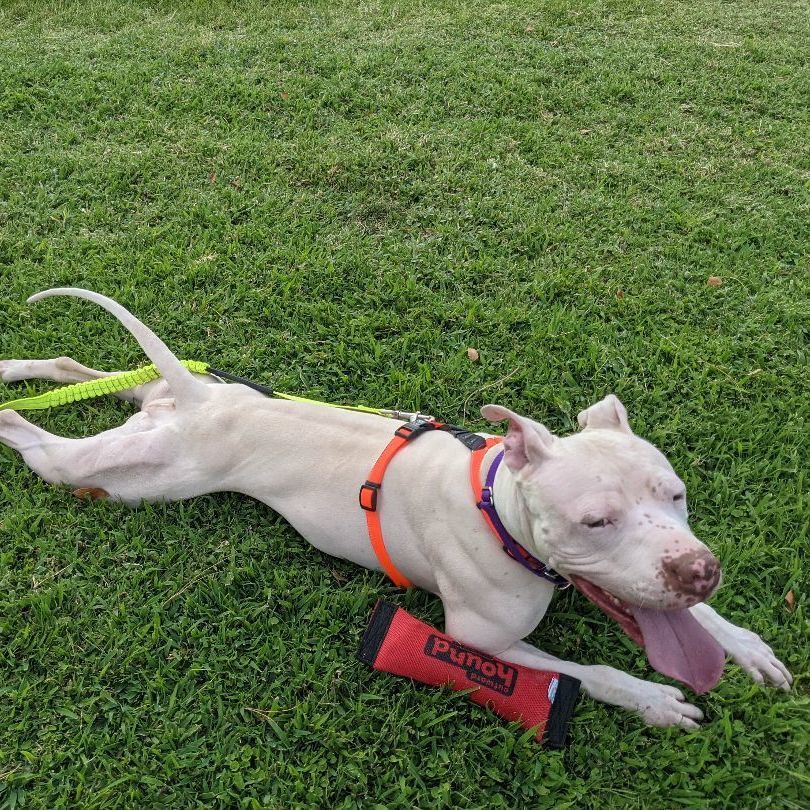 Enlarge Thor, a Adopted mixed breed in Phoenix, AZ image 2/6