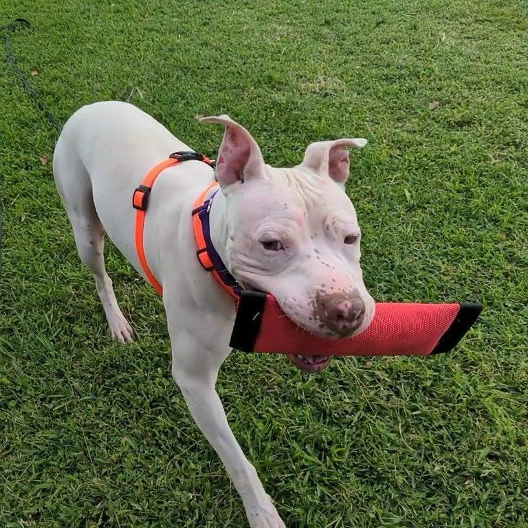 Enlarge Thor, a Adopted mixed breed in Phoenix, AZ image 3/6