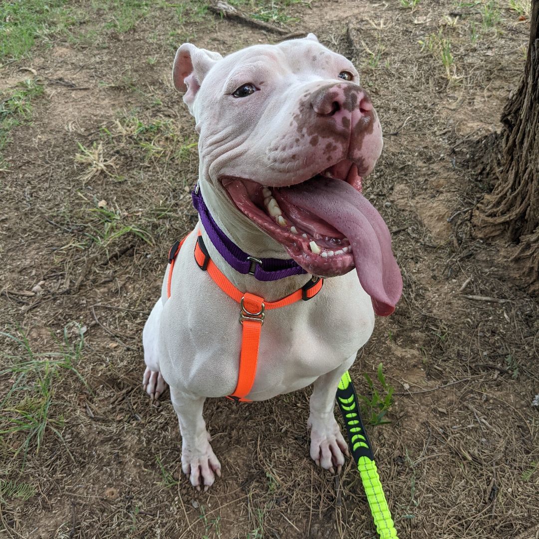 Enlarge Thor, a Adopted mixed breed in Phoenix, AZ image 1/6