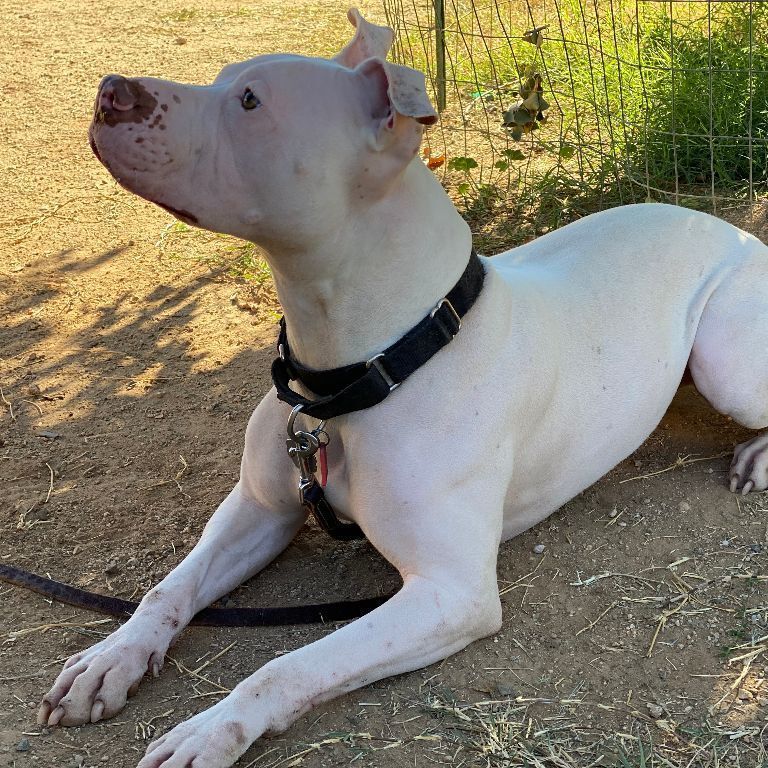 Enlarge Thor, a Adopted mixed breed in Phoenix, AZ image 4/6