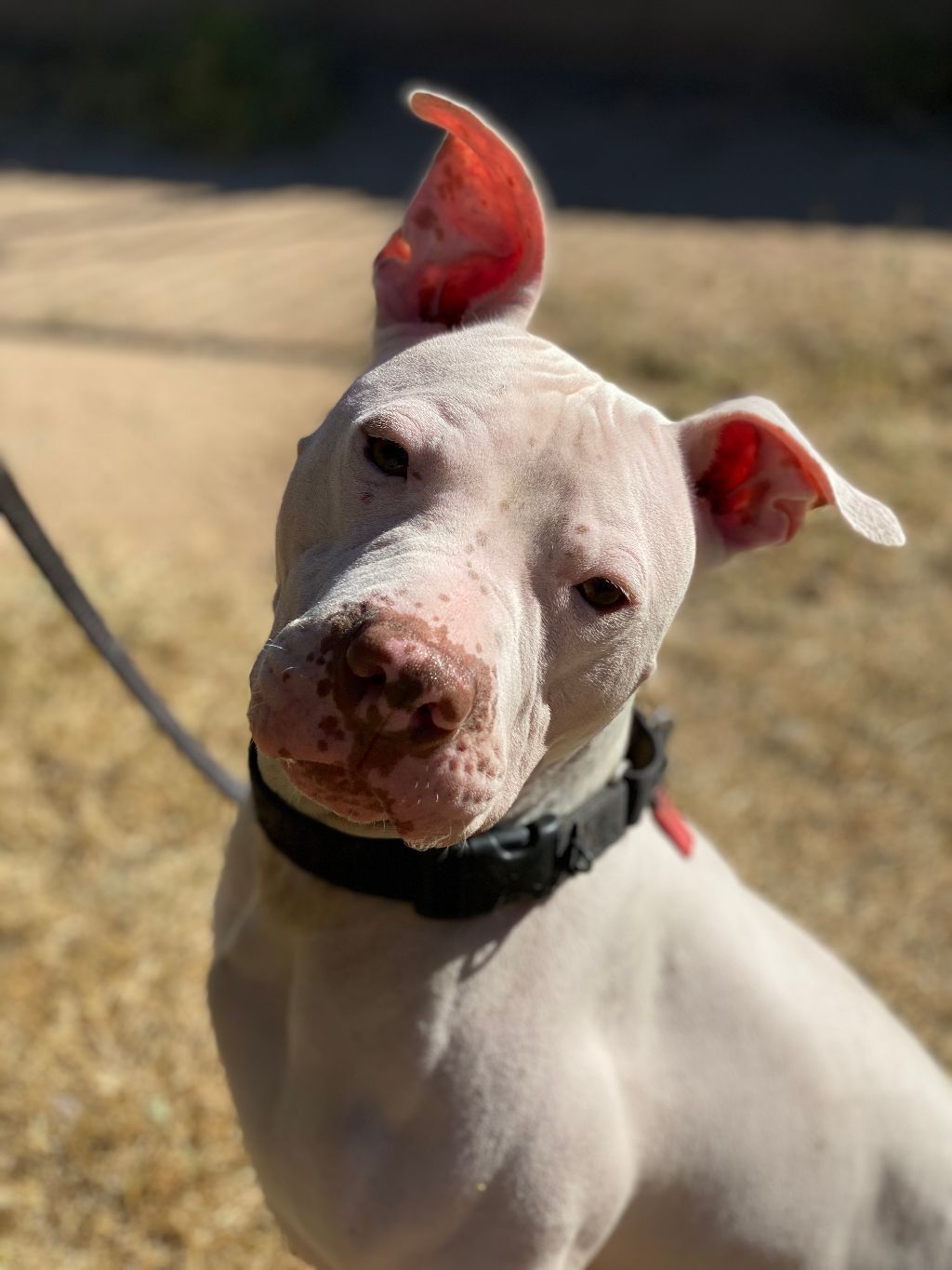 Enlarge Thor, a Adopted mixed breed in Phoenix, AZ image 5/6