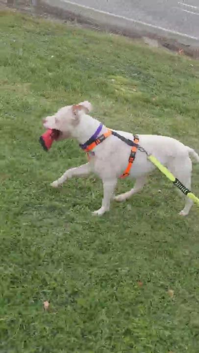 Enlarge Thor, a Adopted mixed breed in Phoenix, AZ video 6/6