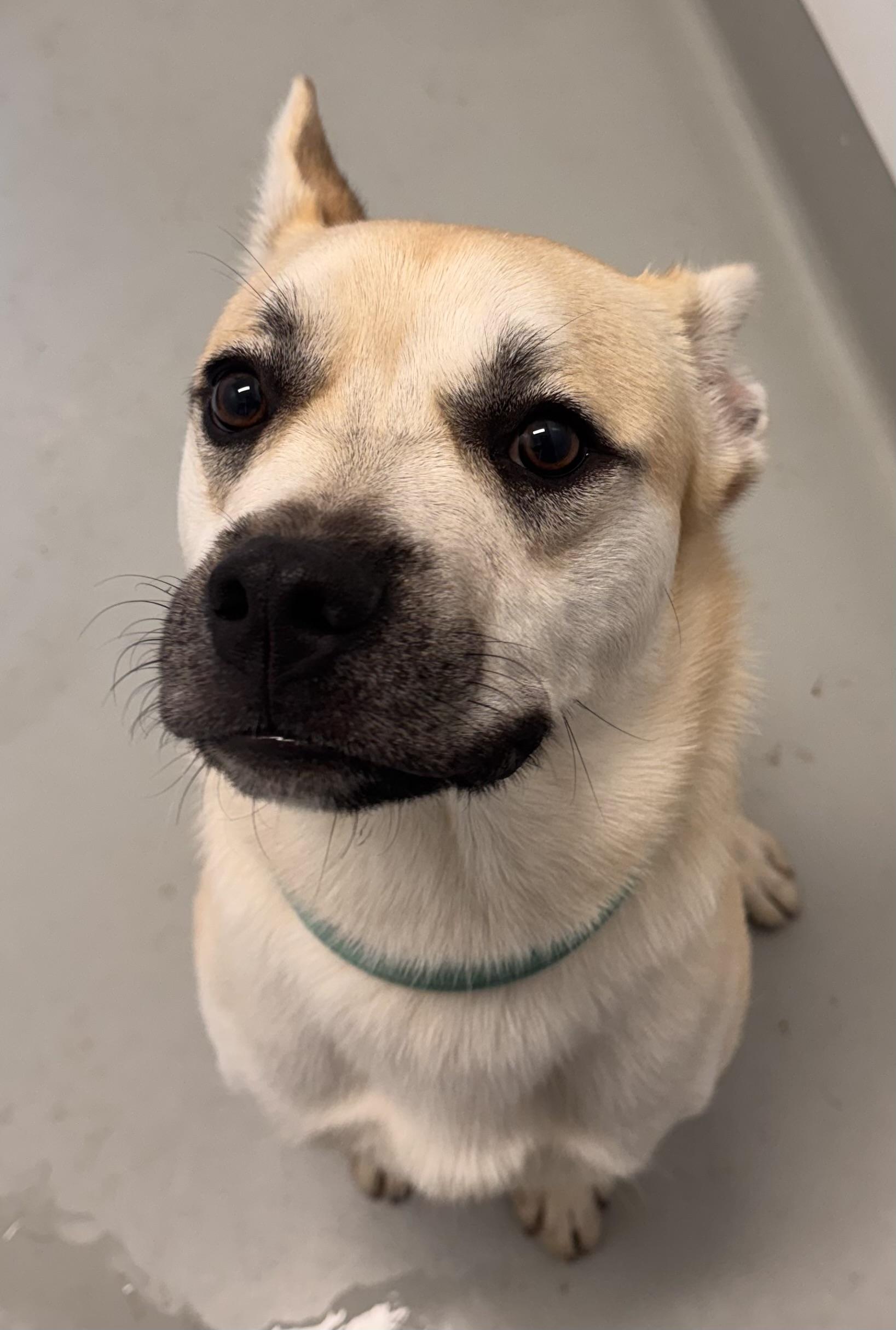 Murph, Adoptable, Young Male German Shepherd Dog & French Bulldog.