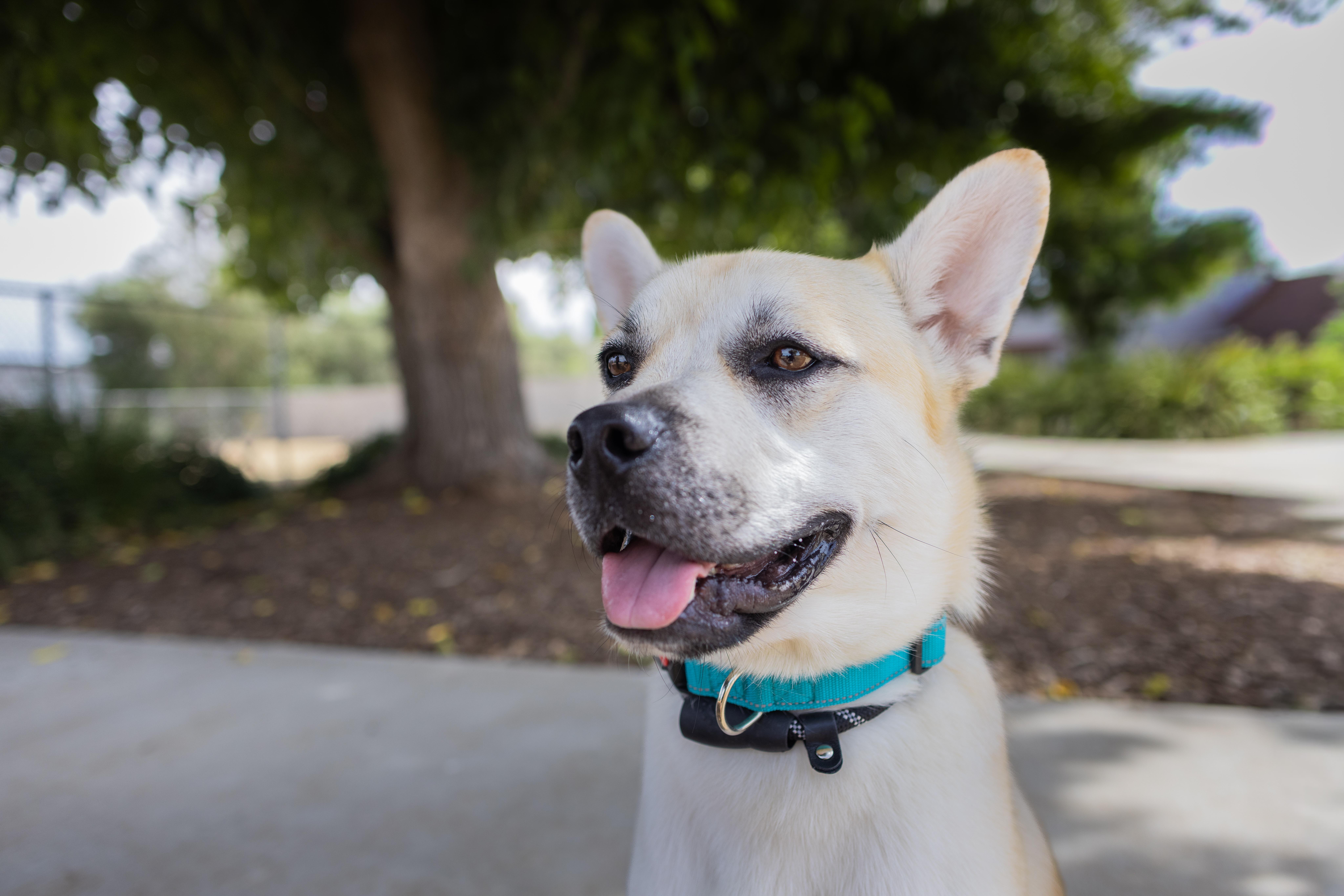 Enlarge Murph - Adoption Fee Sponsored by the ASPCA The Rescue Effect, a Adoptable mixed breed in Chico, CA image 2/6