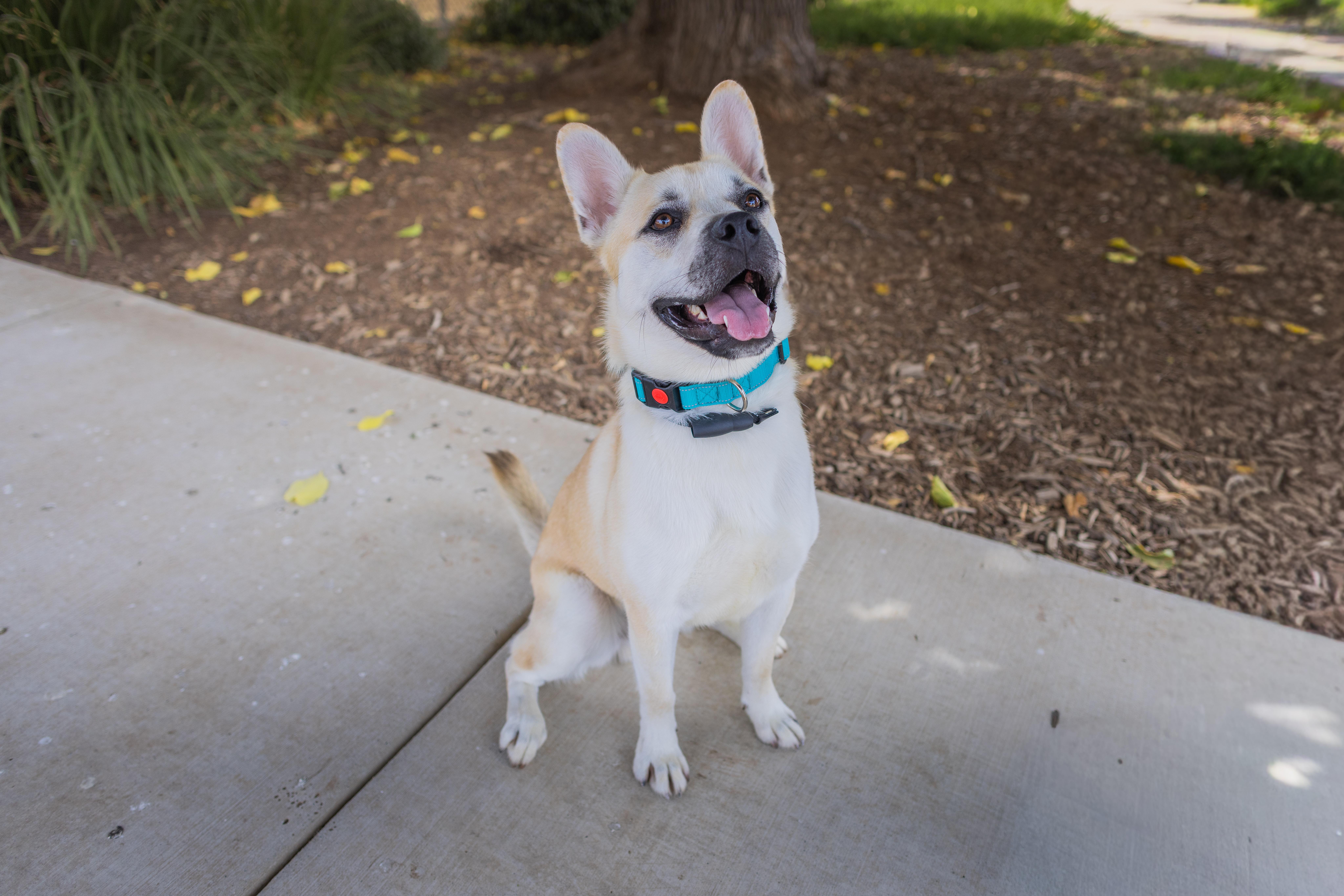 Enlarge Murph - Adoption Fee Sponsored by the ASPCA The Rescue Effect, a Adoptable mixed breed in Chico, CA image 3/6